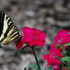 butterfly