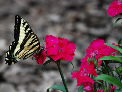 butterfly